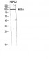 NICE4 Polyclonal Antibody