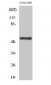 NK-3R Polyclonal Antibody