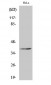 Nkx-2.4 Polyclonal Antibody