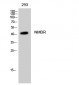 NMBR Polyclonal Antibody