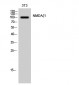 NMDAζ1 Polyclonal Antibody