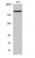 Nogo A Polyclonal Antibody