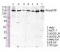 Nopp140 Polyclonal Antibody