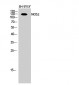 NOS2 Polyclonal Antibody