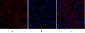 NOS2 Polyclonal Antibody