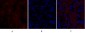 NOS2 Polyclonal Antibody