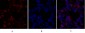 NOS2 Polyclonal Antibody