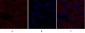 NOS2 Polyclonal Antibody