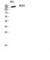 NOS2 Polyclonal Antibody