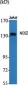 NOS2 Polyclonal Antibody