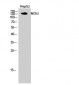 NOS3 Polyclonal Antibody