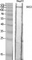 NOS3 Polyclonal Antibody