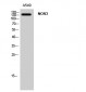 NOS3 Polyclonal Antibody