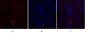 NOS3 Polyclonal Antibody