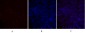 NOS3 Polyclonal Antibody