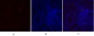 NOS3 Polyclonal Antibody