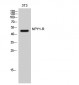 NPY1-R Polyclonal Antibody