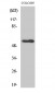 NPY5-R Polyclonal Antibody