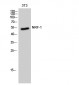 NRF-1 Polyclonal Antibody