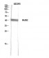 NUDC Polyclonal Antibody