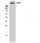 NuMA Polyclonal Antibody