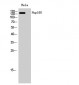 Nup160 Polyclonal Antibody