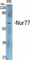 Nur77 Polyclonal Antibody