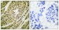 NY-CO-9 Polyclonal Antibody