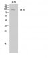 Ob-R Polyclonal Antibody