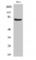 Oct-1 Polyclonal Antibody