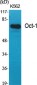 Oct-1 Polyclonal Antibody