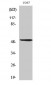 Oct-2 Polyclonal Antibody