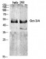 Oct-3/4 Polyclonal Antibody