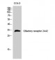 Olfactory receptor 2A42 Polyclonal Antibody