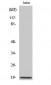 Op18 Polyclonal Antibody