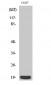 Op18 Polyclonal Antibody