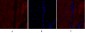 OPG Polyclonal Antibody