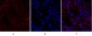 OPG Polyclonal Antibody