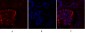 OPG Polyclonal Antibody