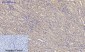 OPG Polyclonal Antibody