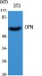 OPN Polyclonal Antibody