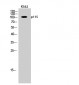 p115 Polyclonal Antibody