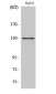 p130 Cas Polyclonal Antibody