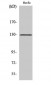 p130 Cas Polyclonal Antibody