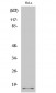 p14 Polyclonal Antibody