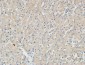 p15 Polyclonal Antibody