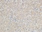 p15 Polyclonal Antibody