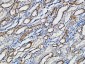 p15 Polyclonal Antibody