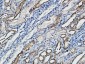 p15 Polyclonal Antibody