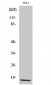 p15 Polyclonal Antibody